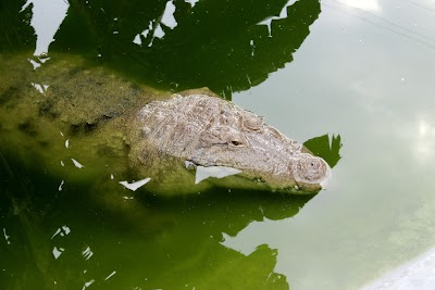 Photos of Crocodile Zoo