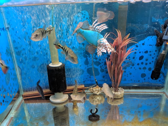 Tropical Fish World