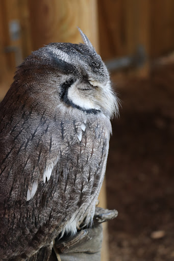 Falconry Centre - Visual