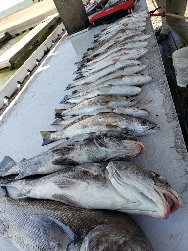 Dockside Bait - Visual