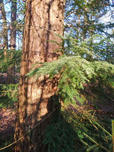 Staatsbosbeheer Drents-Friese Wold - Thumbnail