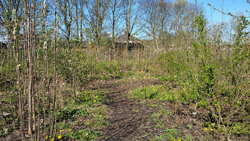 Tiny Forest Goldthorpe - Thumbnail