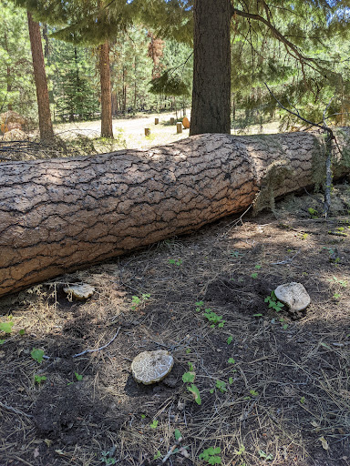 Wiley Flat Campground - Visual