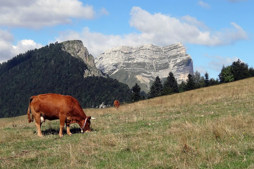 Tour de Chamechaude (Isère) Gallery - France