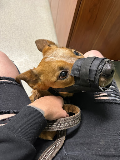 High Plains Veterinary Clinic - Thumbnail