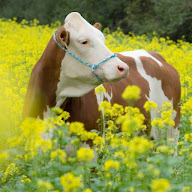 Earl du Mont-Blanc à Barretaine