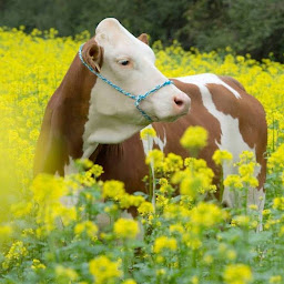Photo n°1 de Earl du Mont-Blanc à Barretaine (Élevage laitier)
