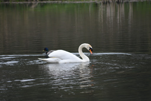 Willesley Park - Thumbnail