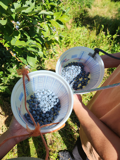 Gibson Farms U-Pick Blueberries - Thumbnail
