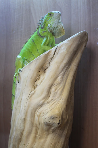 Kettering Reptiles - Thumbnail