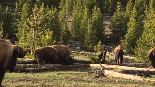 Lamar Valley