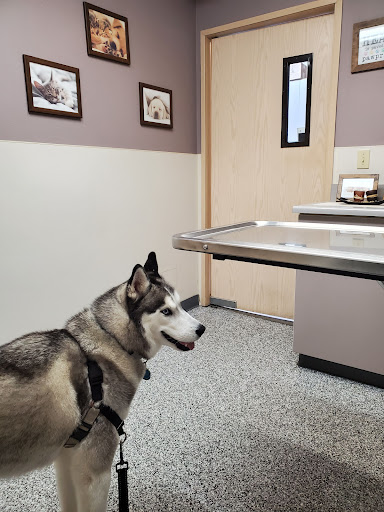 Auburn South Veterinary Hospital - Thumbnail