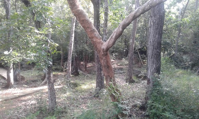 Navimana Forest Meditation Centre, Author: Venarable Sumangala