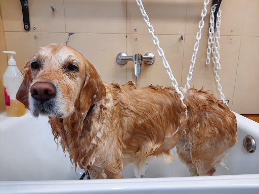 Hotel para perros CANUBER