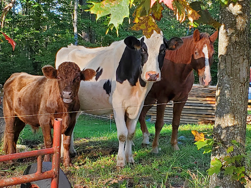 Heritage Farm Petting Zoo Center - Thumbnail