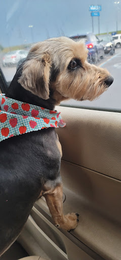 Ruff Cuts Grooming Salon - Thumbnail