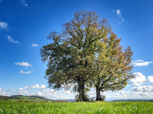 3 Linden / Naturdenkmal