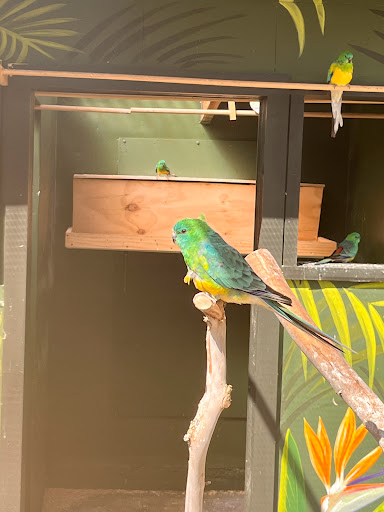 Cornwall Park Bird Aviary