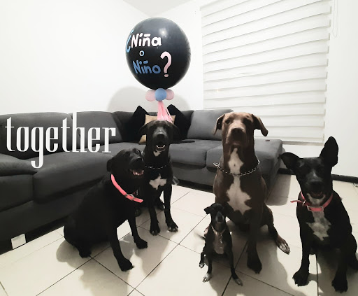 PetVet Clínica Veterinaria - Thumbnail