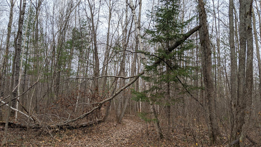 Jack Pine Park - Visual