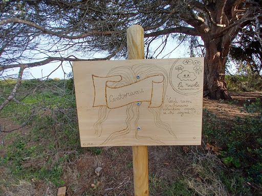 Centorami - Visual