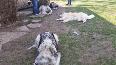 Plumery Tails Malamute Ranch