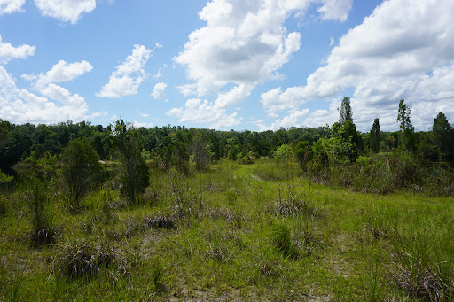 Hog Pond Trail Withlacoochee State Forest - Thumbnail
