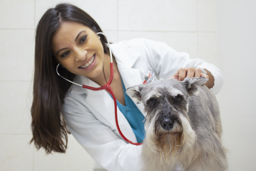 Hospital Veterinario Lomont Rioja (Cardiologia, Oncologia, Oftamologia, Dermatologia y Ortopedia Veterinaria)