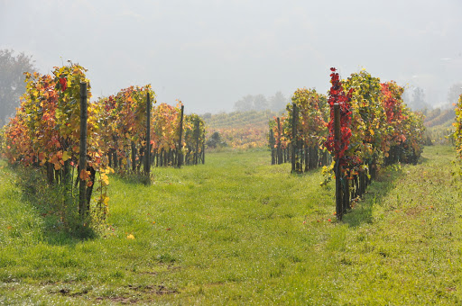 Weingut Neuberger - Visual