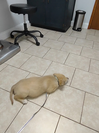 Daleville Animal Hospital Gallery - United States