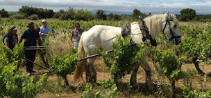 Photo n°8 de Domaine Montgros à Cabrerolles (Vignoble)