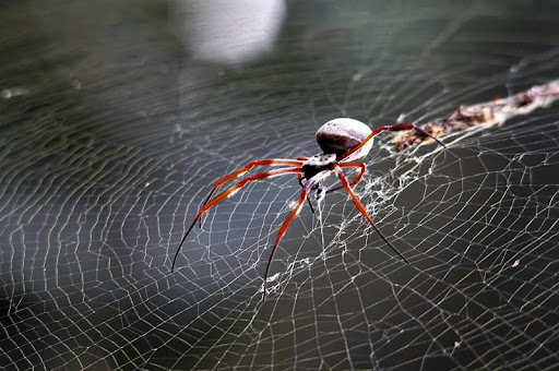 Saltwater Creek Wetlands Gallery - Australia