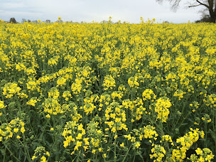 Photo n°6 de Les Jardins D'aestiv à Bâgé-Dommartin (Ferme bio)