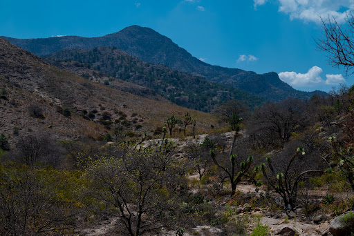 Tapia1
