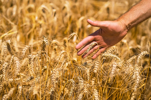 Ancient grains like sorghum and millet have been staples in Indian diets for centuries, offering… post image