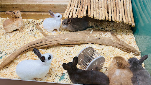 Pet World Ottawa - Thumbnail
