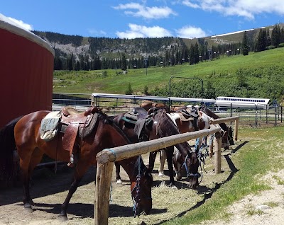 Mountain Horse Adventures