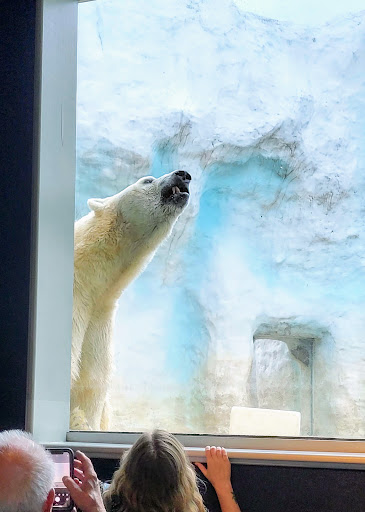 Arctic Encounter - Visual
