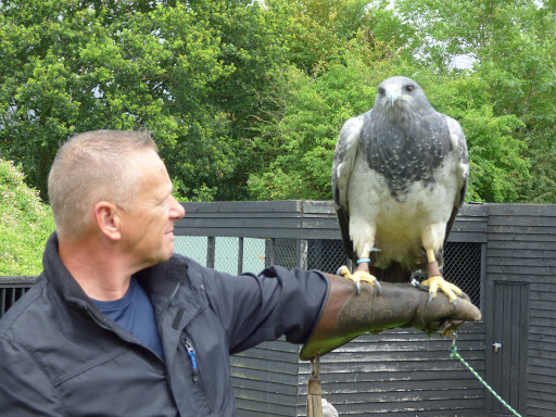 Yarak Birds of Prey - Thumbnail