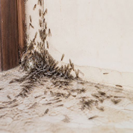 Seeing flying termites around your home in Udaipur? Those swarms are a serious warning sign that… post image