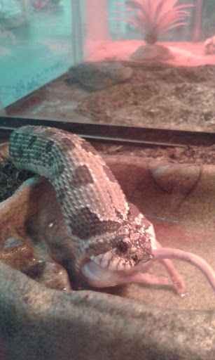 Critters Great And Small - Thumbnail