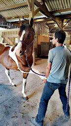 Photo n°3 de H.Hamadi - Ostéopathe animalier (Equin, Bovin, Canin) à Vannes (Ostéopathe)