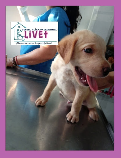 Centro Clínico Veterinario Klivet