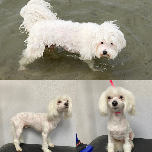 Easy Breezy Pet Groom & Grub - Thumbnail
