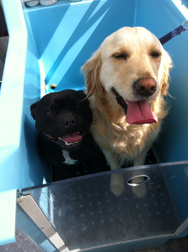Aussie Pooch Mobile Dog Wash Dapto - Thumbnail