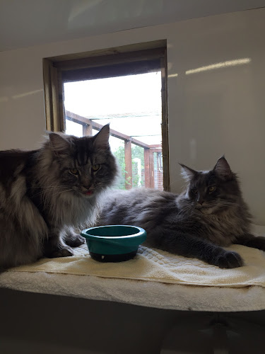 Whiskers Cattery