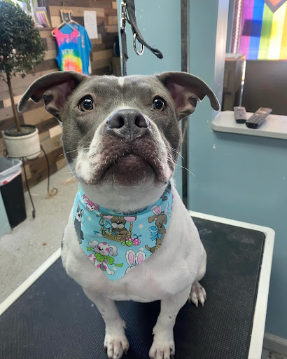 Fluffed Up Pets, Inc.
