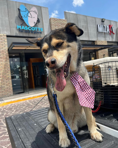 Mascotte Pet Care & Groom