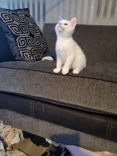 CHARLIE'S CHIPPING - Thumbnail
