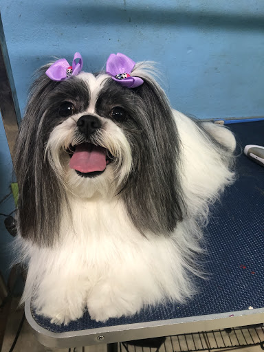 Dilan Grooming